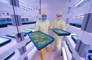 探訪中科三安植物工廠 揭秘未來農(nóng)業(yè)的高科技藍圖